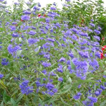 Caryopteris clandonensis Kew Blue