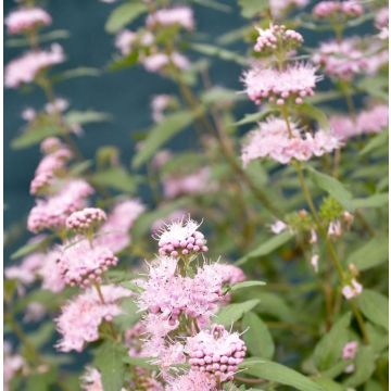 Caryopteris clandonensis Stephi - Pink Caryopteris