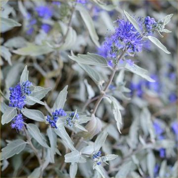 Caryopteris Sterling Silver