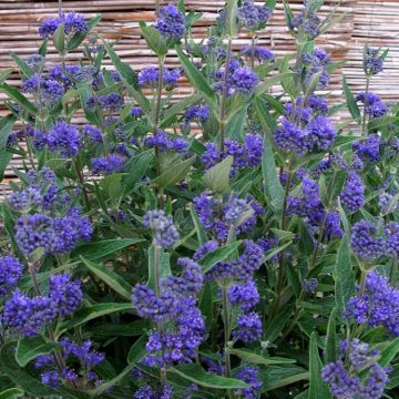 Caryopteris x clandonensis Thetis