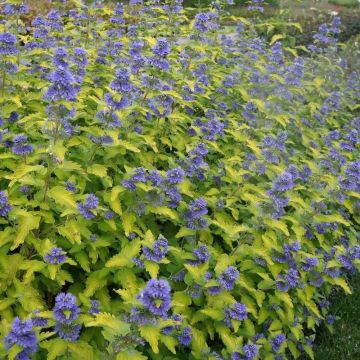 Caryopteris × hybrida Hint of Gold