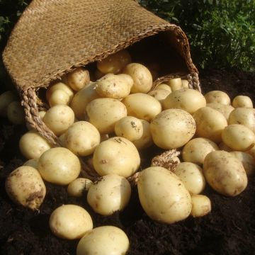 Casablanca - 1st Early Seed Potatoes - Pack of 10