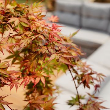 Acer palmatum 'Cascade Ruby'