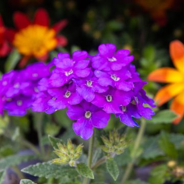 Cascading Verbena Lanai Blue