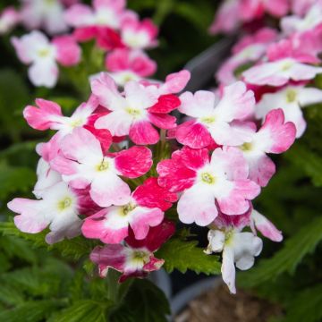 Cascading Verbena Lanai Red Twister