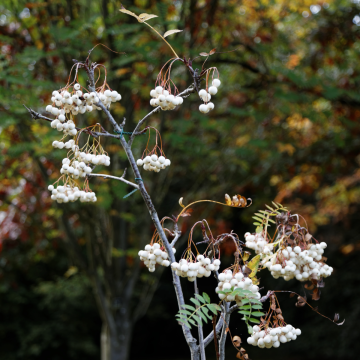 Sorbus cashmiriana - Kashmir Rowan Tree