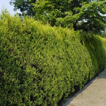 Gold Leylandii - Castlewellan Gold Leyland Cypress - Cuprocyparis leylandii - Pack of TEN 80-100cm (circa 3ft) Hedging Conifers