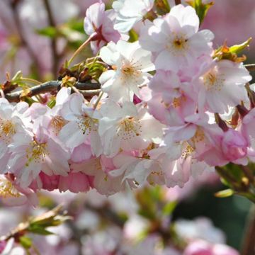 Prunus subhirtella Autumnalis Rosea - Pink Autumn Cherry Blossom - 160cm