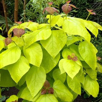 Catalpa bignoides Aurea - Golden Indian Bean Tree - LARGE