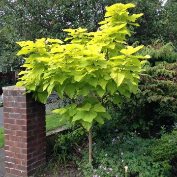 Catalpa bignoides Aurea - Golden Indian Bean Tree Standard