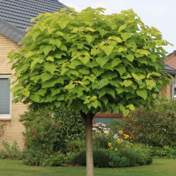 Catalpa Bignonioides Nana - Indian Bean Tree