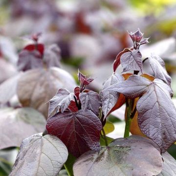 Catalpa erubescens Purpurea - Purple Indian Bean Tree