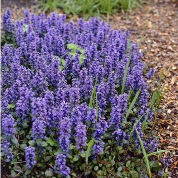 Ajuga reptans Catlins Giant - Bugle