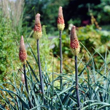 Kniphofia caulescens - Red Hot Poker