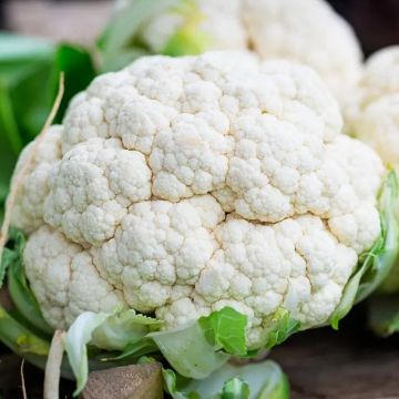 Cauliflower 'Speedstar' - Pack of TWELVE Plants