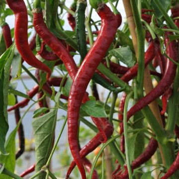 Chilli Pepper Plant 'Joe's Long Cayenne' Chilli Pepper Plant 'Joe's Long Cayenne'