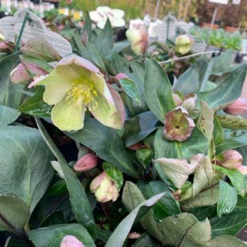 Helleborus Viv Valeria - Hellebore