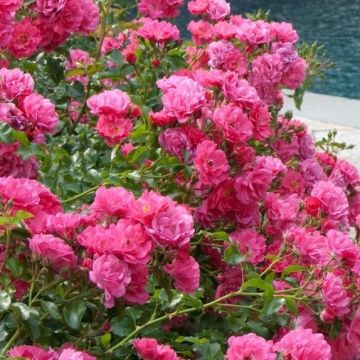 Rose 'Flower Carpet Pink' 