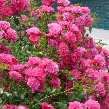 Rose Flower Carpet Pink