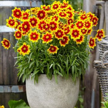 Coreopsis Uptick Red & Gold