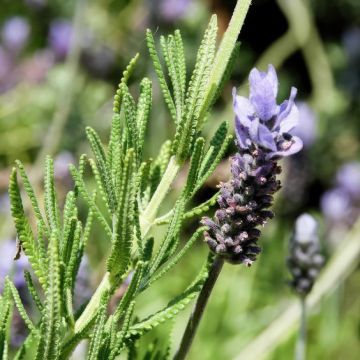 Lavender stoechas 'Lusi Pink'