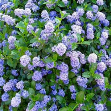 Ceanothus Blue Mound