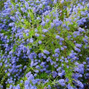 Ceanothus 'Concha' - Large Plant