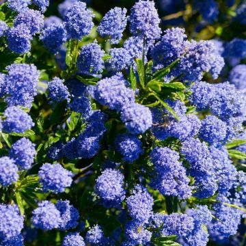 Ceanothus 'Cynthia Postan' - Large Plant