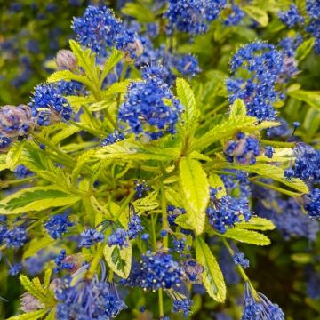 Ceanothus Lemon and Lime - Unique Gold & Green foliage with Bright Blue Flowers