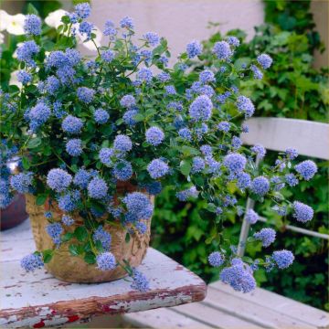 Ceanothus thyrsiflorus repens - Californian Lilac