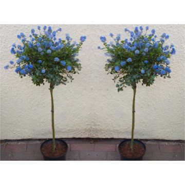 Pair of Evergreen Californian Lilac Trees - Patio Tree Ceanothus VICTORIA