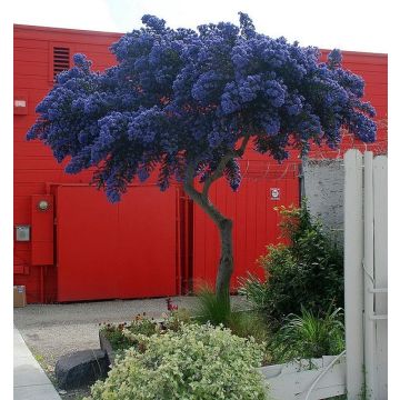 Evergreen California Lilac Tree - Patio Standard Ceanothus CONCHA Tree