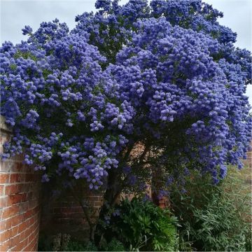 Ceanothus Yankee Point - Californian Lilac Standard Tree - circa 140-160cm - In Bud & Bloom