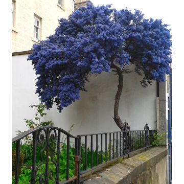 Ceanothus thyrsiflorus repens - Californian Lilac Tree - circa 140-160cm
