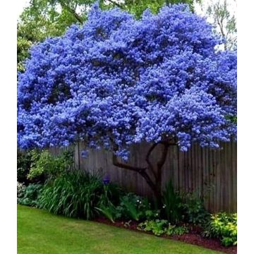 Ceanothus arboreus Trewithen Blue - circa 150-180cm tall - Californian Lilac Tree