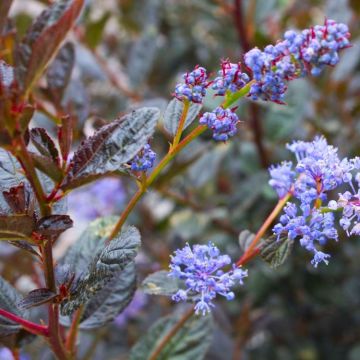 Ceanothus Tuxedo - Chocolate Leaf California Lilac - Large Plant