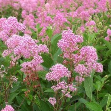 Ceanothus pallidus Pink Arrow