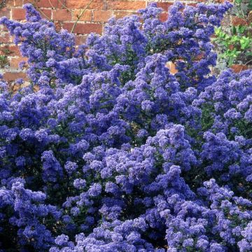 Ceanothus Puget Blue