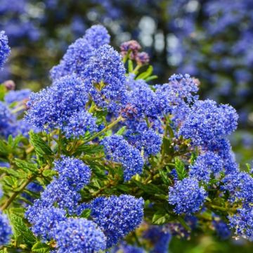 Ceanothus Tilden Park