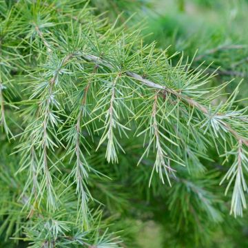 Cedrus Deodara