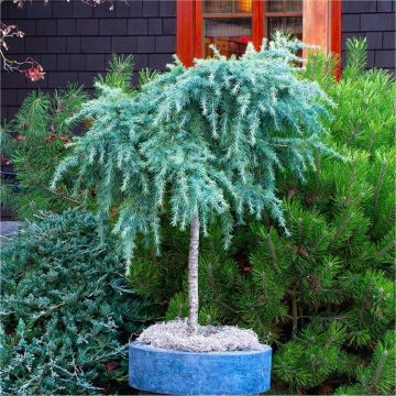 Cedrus Feeling Blue - Standard Tree