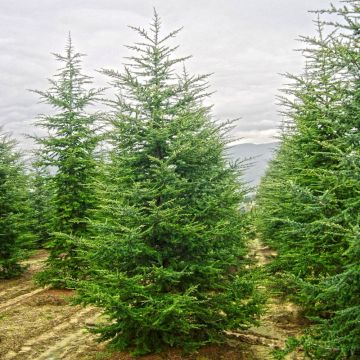 Cedrus Libani - Cedar of Lebanon
