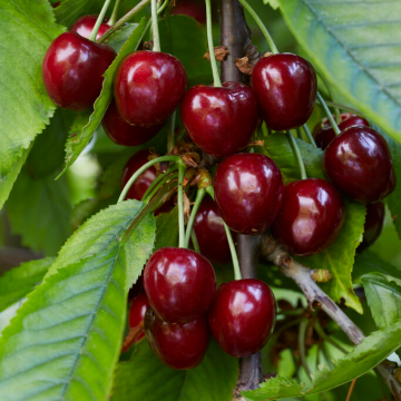Cherry Tree - Celeste Patio (Gisela 5)