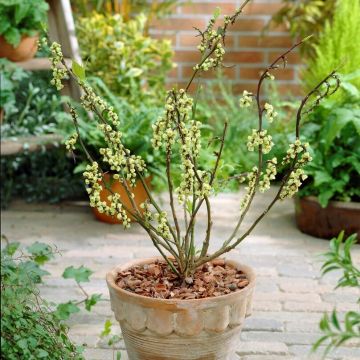 Stachyurus chinensis 'Celina'