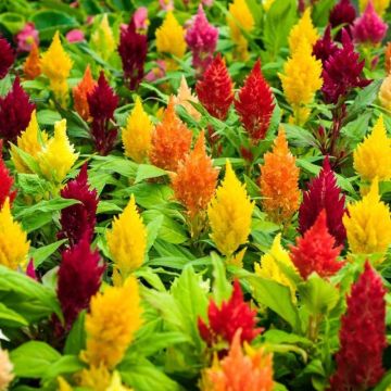 Celosia First Flames - In Bud & Bloom