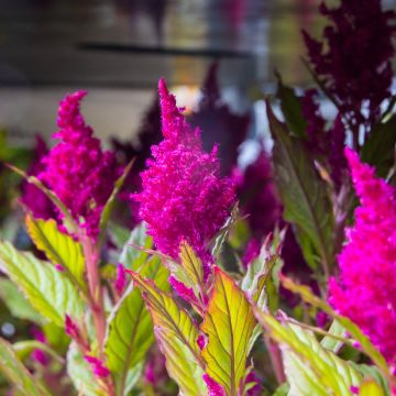 Purple Caracas Celosia