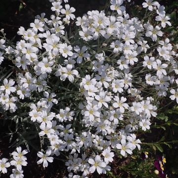 Cerastium Tormentosum Cerastium Tormentosum