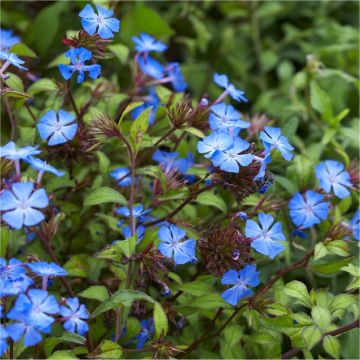 Ceratostigma willmottianum 'Cote d'azure' - Hardy Cobalt-Blue Plumbago Plants