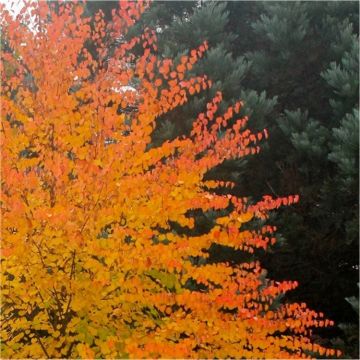 SPECIAL DEAL - Cercidiphyllum japonicum - Katsura Tree - Toffee Apple Tree - LARGE