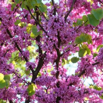 Cercis canadensis - North American Red Bud - Large Bush